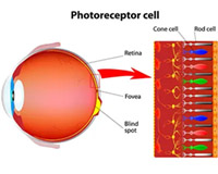 drawing of photo receptor cells from American Academy of Ophthalmology