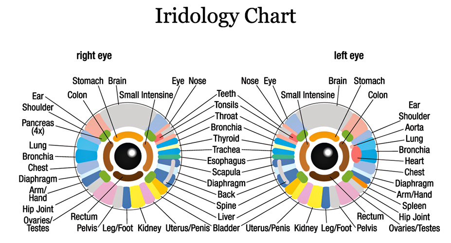 Iridology chart from allaboutvisiondotcom