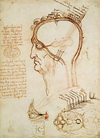 Leonardo da Vinci Sagittal and Horizontal Sections of the Human Head