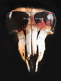 Animal skull with Sunglasses